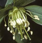 pgreenflo2hellebore