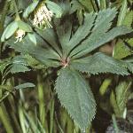 pgreenfolhellebore