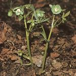 pgreenfor1hellebore