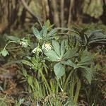 pgreenfor2hellebore