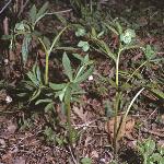 pgreenfor3hellebore