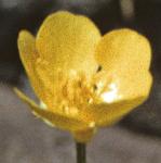 pjerseyflobuttercup