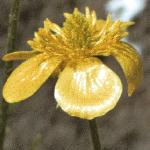 pjerseyflooldbuttercup
