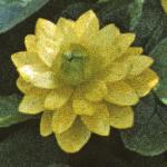 plesserflocelandinedouble