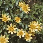 plesserfloscelandine