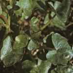 plesserfolcelandine