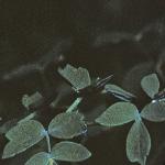 plesserfolmeadowrue