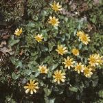 plesserforcelandine