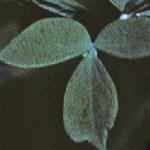 plessersfolmeadowrue