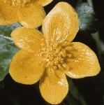pmarshflomarigold