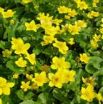 pmarshflosmarigoldbritishflora