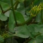 pmarshfolmarigoldbritishflora