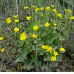 pmarshformarigoldbritishflora