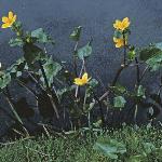pmarshformarigold