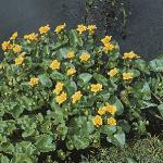 pmarshfor1marigold