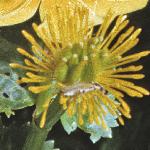 pmarshfru1marigold