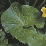 pmarshsfolmarigold