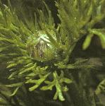 ppheasantsflobudceye