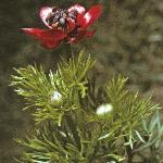 ppheasantsflobudcseye