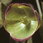 pstinkingflo1hellebore