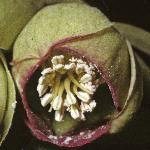 pstinkingflo2hellebore