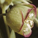 pstinkingflo3hellebore