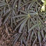 pstinkingfolhellebore
