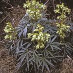 pstinkingfor1hellebore