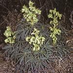 pstinkingfor2hellebore