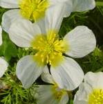 pwaterflocrowfootbritishflora