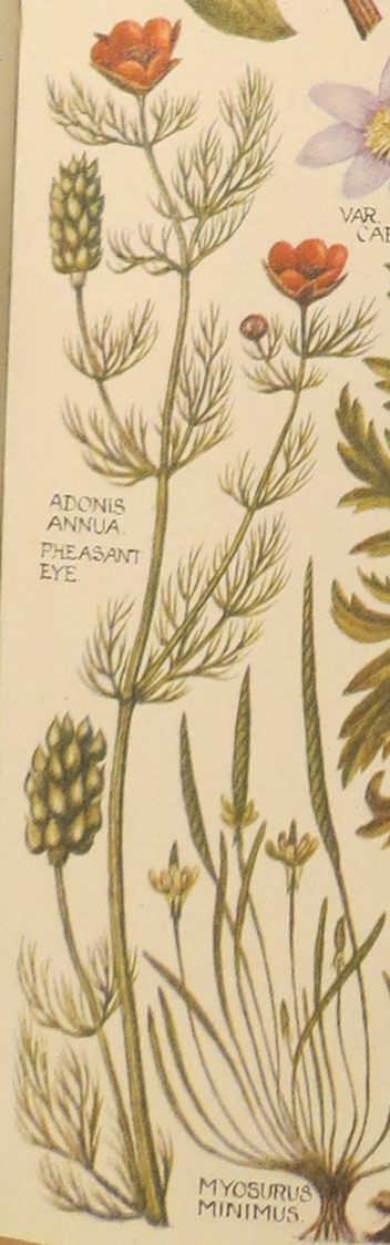 pheasantseyeadonisannuaplate1