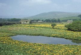 pmarshgarmarigold