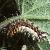 commatcaterpillar