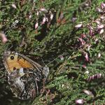 graylinginsectplant