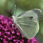 largewhiteinsectrest2