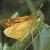 largetbutterskippermale1