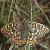 marshfritillarymalefly