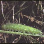 meadowbrowncaterpillar1