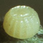 meadowbrownegg1