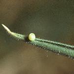 meadowbrownegg2