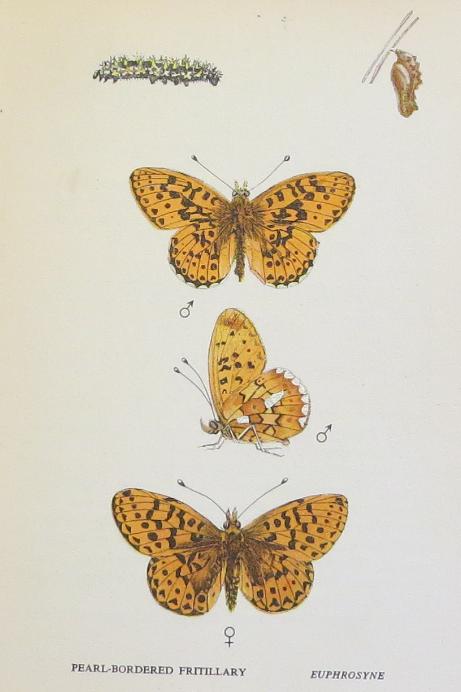 pearlborderedfritillarybutterfliessandars