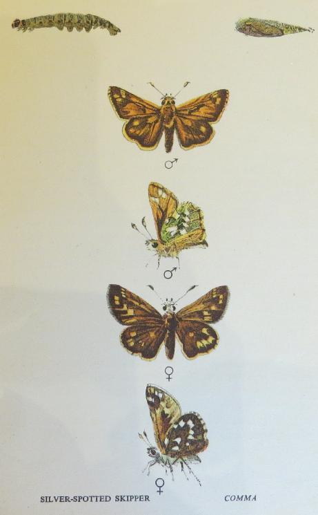 silverspottedskipperbutterfliessandars
