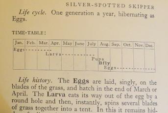 silverspottedskippertimetablesandars