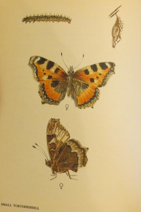 smalltortoiseshellbutterfliessandars