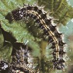 smalltortoiseshellcaterpillar1