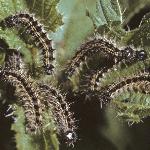 smalltortoiseshellcaterpillar2