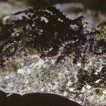 smalltortoiseshellcaterpillar3