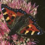 smalltortoiseshellfemalerest1