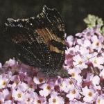 smalltortoiseshellfemalerest2