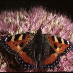 smalltortoiseshellfemalerest3